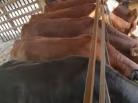 گاو ماده, Simmental cattle — عکس 1