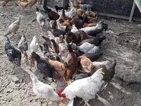 Chickens — foto 3