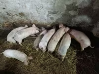 Świnie (partia, płeć nieokreślona), Świnie — zdjęcie 1