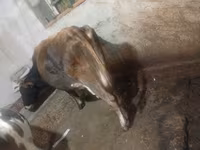 Vacă, Bovine — foto 3