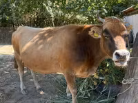 Kuh, Swiss cattle — Foto 1