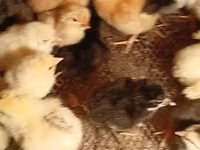 Chickens — الصورة 5