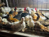 Chickens — fotografija 3