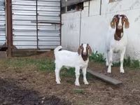 雄ヤギ, Saanen goat — 写真 8