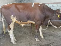 گاو نر, گاو — عکس 1
