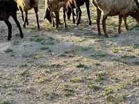قوچ, گوسفند — عکس 3