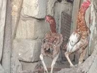 Chickens — عکس 1