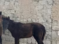 Cavalla, Cavalli — foto 1