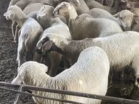 Ido, Sheep — sawirka 4