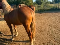 Kuda betina, Hungarian horse breed — foto 4