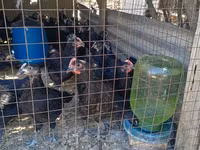 Chickens — Foto 3