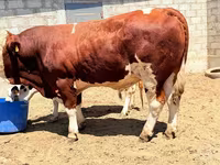 Tyre, Simmental cattle — foto 8