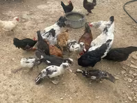 Chickens — عکس 4