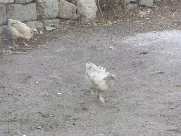Chickens