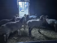 Koç, Arashan sheep — foto 1