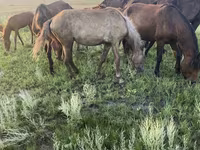 Kuda betina, Horses — foto 2