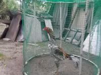 Chickens — 사진 2