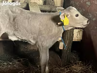 İnek, Charolais cattle — foto 1