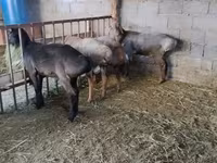 Vædder, Rhon sheep — foto 2