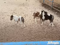 اسب نر, Shetland Pony — عکس 4