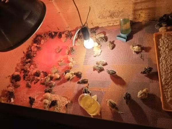 Quails