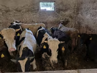 گاو نر, Russian Black pied cattle — عکس 6