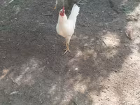 Chickens — foto 1