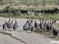 Guinea fowl — foto 2