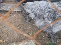 Chickens — عکس 1