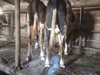 Bull, Red-spotted breed — photo 1
