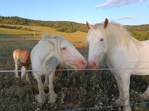 马匹（批次，未指定性别）, Gypsy horse