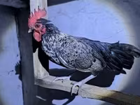 डेनिश हेन — फ़ोटो 4