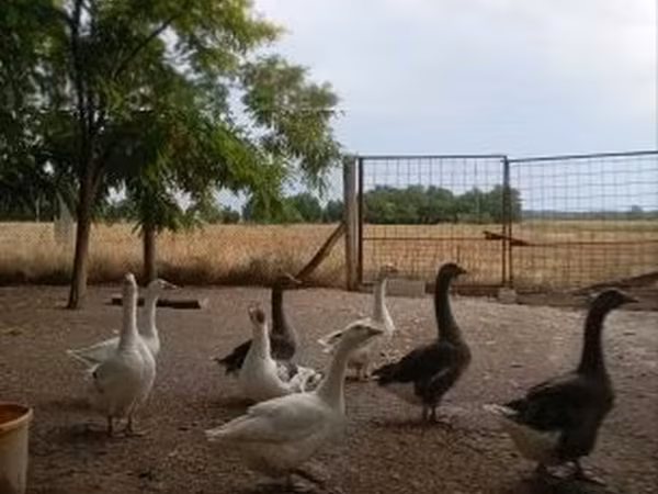 Geese