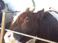 گاو نر, Simmental cattle — عکس 8