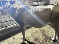 Dibi, Cattle — sawirka 2