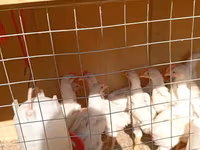 Hy-Line — foto 1