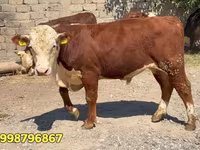 Lembu jantan, Red Belarusian cow — foto 3