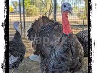Turkeys — عکس 5