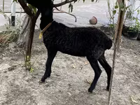 Хуц, Arashan sheep — 2 зураг