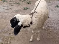 قوچ, گوسفند — عکس 8