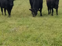 Tehén, Aberdeen-Angus — 6. fotó