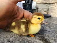 Ducks — foto 1