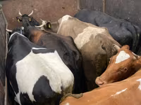 Bulle, Russian Black pied cattle — Foto 2