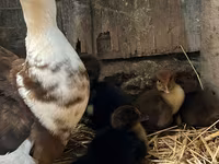 Ducks — 2 зураг