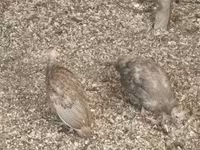 Guinea fowl — φωτογραφία 1