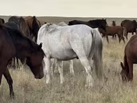 Kobila, Kazakh horse — fotografija 1