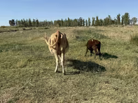 گاو ماده, Latvian Blue cattle — عکس 7