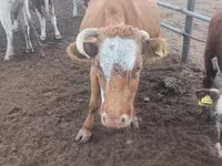 گاو ماده, Simmental cattle — عکس 6