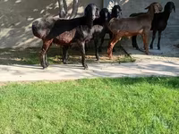 مینڈھا, Arashan sheep — تصویر 3