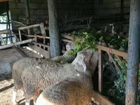 雄羊, Baerchuke sheep — 写真 4